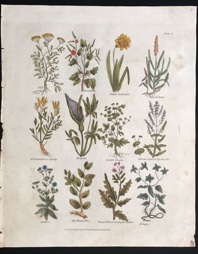 1814 ~ Complete Herbal Nicholas Culpeper Hand-Colored Herb Botanical Engraving