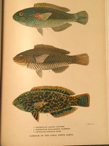 FISHES, David S. Jordan 1st Ed 1925 w/ 18 RARE Colored Plates, 673 Illustrations