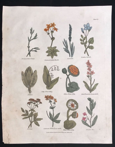 1814 ~ Complete Herbal Nicholas Culpeper Hand-Colored Herb Botanical Engraving