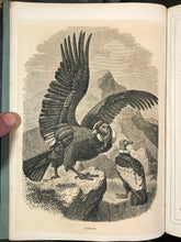 CASSELL'S POPULAR NATURAL HISTORY, 1860 - w/ 1500 ENGRAVINGS, Mammals Birds Fish