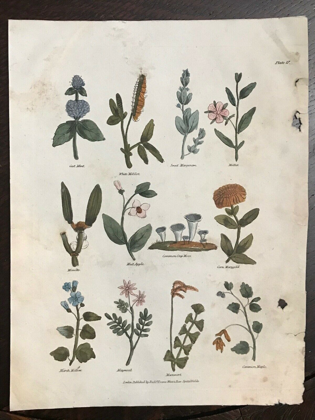 1814 COMPLETE HERBAL - Nicholas Culpeper Herb Plant Botanical Engraving Plate