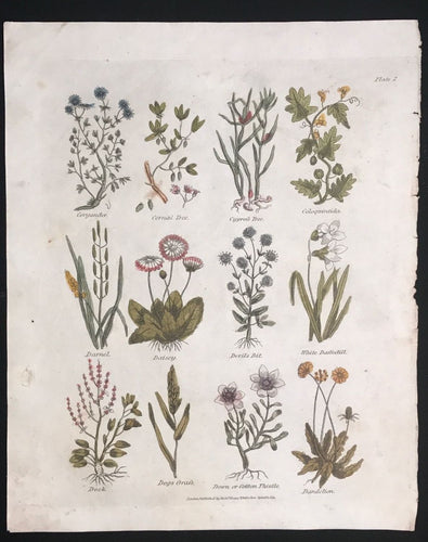 1814 ~ Complete Herbal Nicholas Culpeper Hand-Colored Herb Botanical Engraving