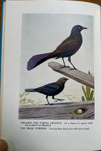 BURGESS BIRD BOOK FOR CHILDREN - Thornton Burgess, 1927 - ILLUSTRATED NATURE